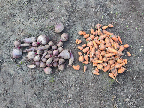 Freshly harvested carrots and beets lying on soil in a garden or agricultural field.
