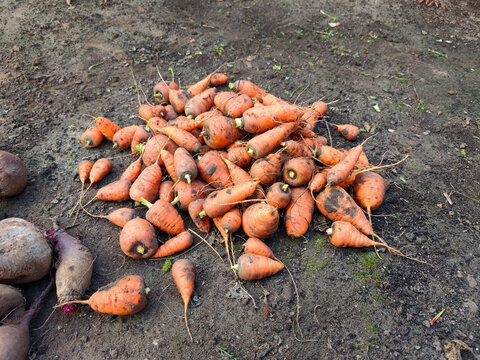 Freshly harvested carrots and beets lying on soil in a garden or agricultural field.