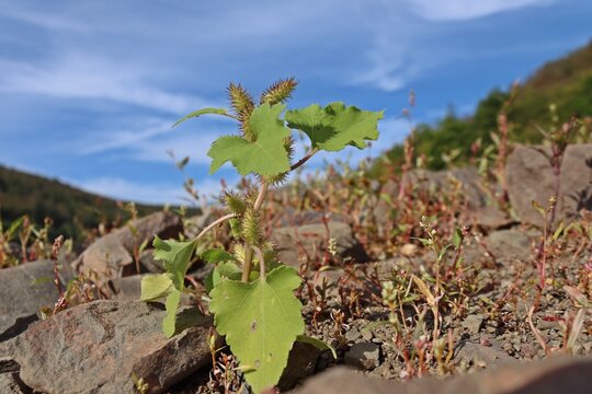 Gew&ouml;hnliche Spitzklette (Xanthium strumarium) am leeren Edersee
