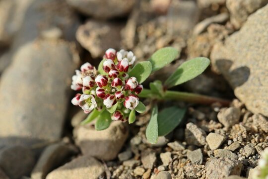 Bl&uuml;ten des Hirschsprungs (Corrigiola litoralis)
