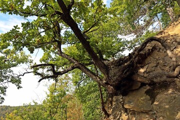 Obraz premium Uralte Traubeneiche (Quercus petraea) am Knorreichenstieg im Nationalpark Kellerwald