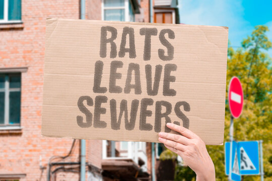 "Rats leave sewers" Rodents escape rising water. RATS. SEWER. ESCAPE. STORM. SURGE.
