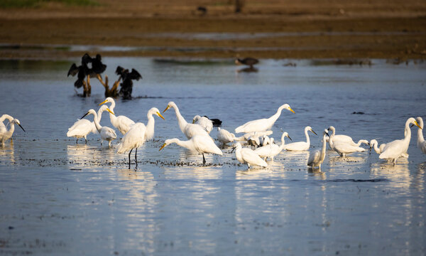 A tranquil freshwater lake glows in soft morning light as a mixed flock of water birds gathers to feed and rest. Intermediate egrets, little egrets, cormorants, herons and common coots are present.