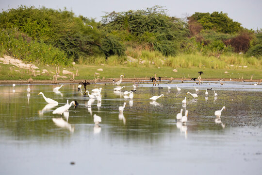A tranquil freshwater lake glows in soft morning light as a mixed flock of water birds gathers to feed and rest. Intermediate egrets, little egrets, cormorants, herons and common coots are present.