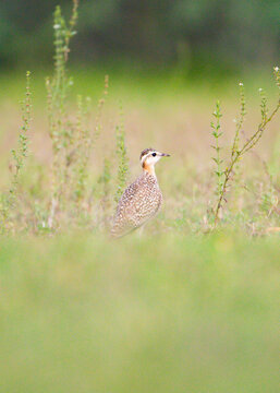 Juvenile Indian Courser in Meadow with bird in Focus and Soft Bokeh Background.