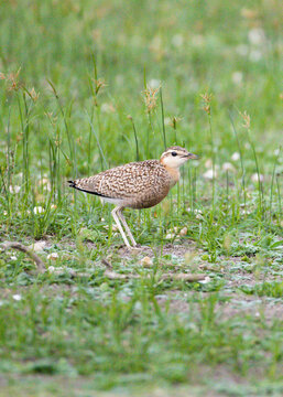Indian Courser juvenile Standing in Meadow &ndash; Cursorius coromandelicus in Natural Grassland Habitat. An Indian Courser standing in a natural meadow habitat. 