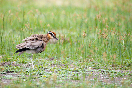 Indian Courser Standing in Meadow &ndash; Cursorius coromandelicus in Natural Grassland Habitat. An Indian Courser standing in a natural meadow habitat. 