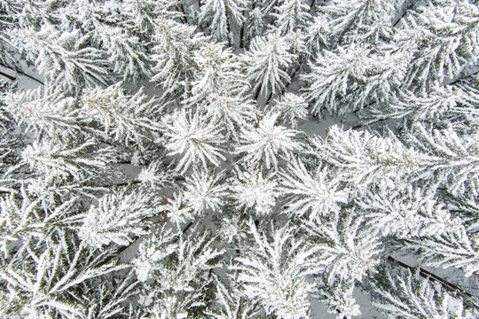 Brasov, Brasov, Romania - 21 September 2026: Aerial view of a dense coniferous forest blanketed in fresh white snow, showing the intricate patterns of tree tops from above.