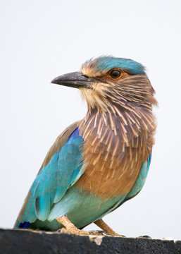 Stunning close-up shot of an Indian Roller sitting calmly in soft morning light. The vibrant bird displays its striking blue, turquoise, and brown plumage in sharp detail.