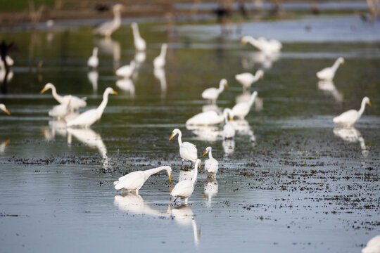 A tranquil freshwater lake glows in soft morning light as a mixed flock of water birds gathers to feed and rest. Intermediate egrets, little egrets, cormorants, herons and common coots are present.