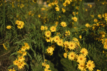 Obraz premium Clusters of bright yellow golden aster flowers bloom throughout a natural prairie landscape during late summer and early fall in illinois