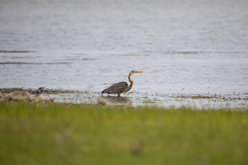 Obraz premium Elegant photo of an Oriental purple heron standing at the edge of a calm lake, intently looking for prey. The bird remains focused and still, its long neck stretched and sharp beak ready for hunt.