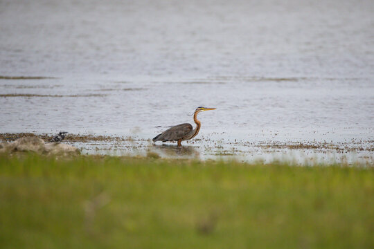 Elegant photo of an Oriental purple heron standing at the edge of a calm lake, intently looking for prey. The bird remains focused and still, its long neck stretched and sharp beak ready for hunt.