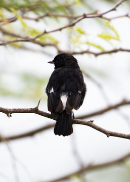 Male Pied Bushchat bird Perched on a Plant in Morning Daylight &ndash; Saxicola caprata.. A Pied Bushchat perched on a plant in natural morning daylight. 