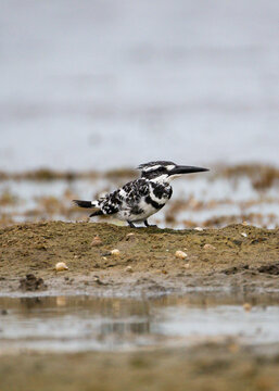 Photograph of a pied kingfisher standing alert on a mud lump at the edge of a calm lake during soft morning light. The black-and-white bird faces sideways with its sharp beak visible in golden sunrise