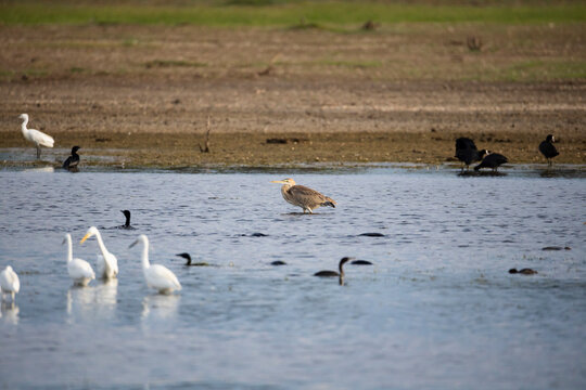 Peaceful photograph of an Oriental purple heron resting calmly on the surface of a quiet lake, surrounded by little egrets, common coots, and other water birds. 