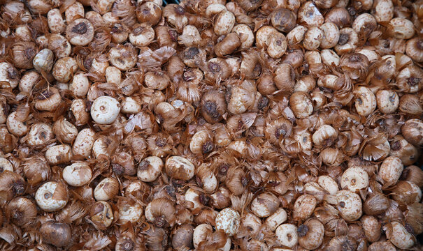 A large number of spring-flowering corms - crocuses or saffron