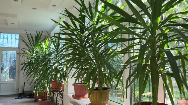 Indoor winter garden with large windows and numerous potted green plants on the ground floor of a private house. Bright sunlit interior with a cozy botanical atmosphere. 