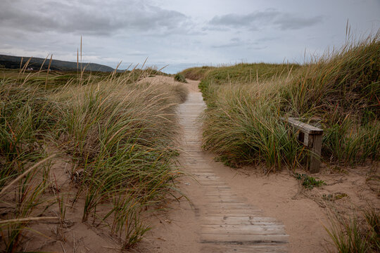 Inverness, Canada - September 18, 2026: Wooden walkway crosses dense coastal vegetation and dunes at Cabot Links golf course.