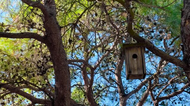 Wooden birdhouse hanging on a pine tree in the forest on Princes Islands near Istanbul. Environmental care, harmony with nature and sustainable lifestyle