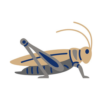 Illustration of a grasshopper