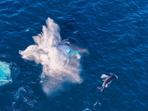 Coolangatta, Queensland, Australia - 15 August 2026: Aerial view of humpback whales breaching near Point Danger with large water splashes in the deep blue ocean.