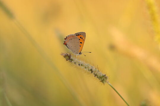 una farfalla lycaena phlaeas al tramonto su una spiga