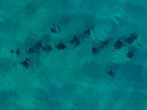 Tweed Shire Council, New South Wales, Australia - 15 August 2026: Aerial view of a group of stingrays swimming in the clear turquoise waters of the Tweed River.