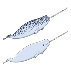 Set of color illustrations animal narwhal, sea unicorn. Isolated vector objects on white background. © rizik_pic
