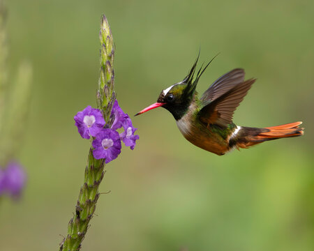 White-crested Coquette (Lophornis adorabilis) male hummingbird hovering near purple flowers in Costa Rica