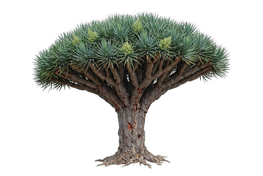 Ultra-realistic mature Canary Islands Dragon Tree (Dracaena draco), iconic ancient monocot tree with thick gray-brown trunk, broad highly branched umbrella crown,