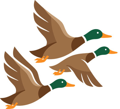 Duck Flock Flying Mallard Birds Vector Illustration Wildlife Waterfowl Migration Nature Design