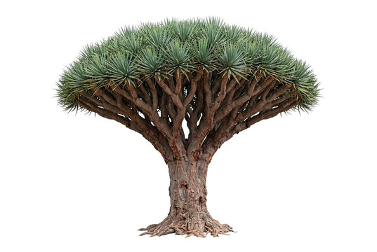 Ultra-realistic mature Tenerife Dragon Tree (Dracaena draco), ancient sculptural monocot tree with massive thick trunk, broad umbrella-shaped highly branched crown, dense sword-shaped blue-green leave