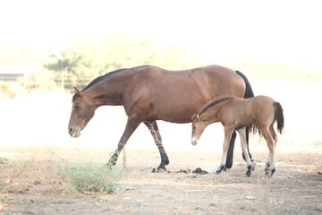 herd of horses © Dan Quinajon