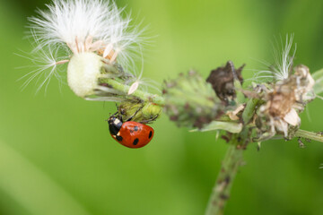 ladybird on a leaf © Stephanie Beckers