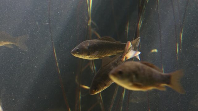 Small freshwater fish swimming among aquatic plants in a sunlit pond or aquarium environment
