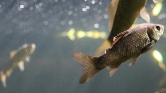 A school of small freshwater fish swimming gracefully through a clear sunlit pond environment