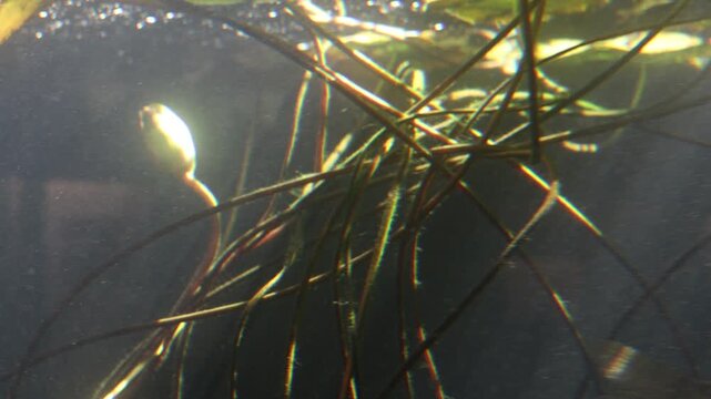 Underwater view of a blooming water lily bud reaching towards the surface in a pond environment