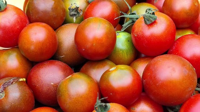 Tomato plants growing in rows on a vegetable garden bed with ripe and unripe tomatoes, soil and wooden supports in natural outdoor conditions.
