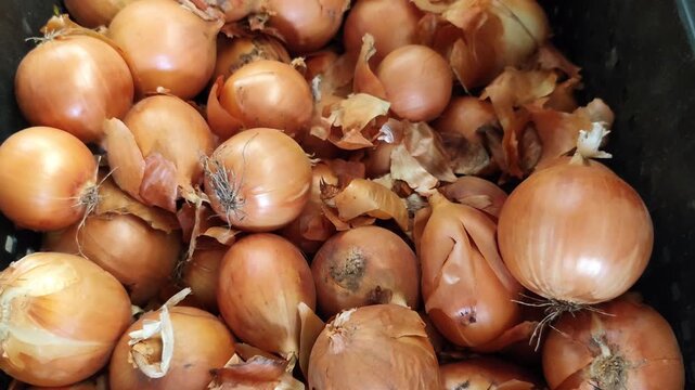 Freshly harvested yellow onions with dried leaves in a black plastic crate, top view of homegrown onion bulbs after harvest.
