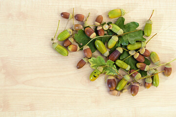 Green and brown acorns with oak leaves, with one painted smiling acorn, copy space for text. Autumn season © Martina