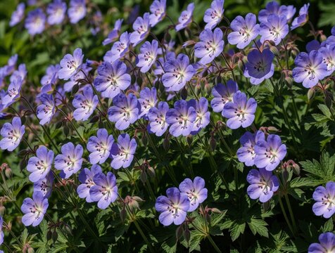 Purple geranium pratense Hocus Pocus flowers bloom in summer garden. Close up of violet meadow geranium blossoms with green leaves. Beautiful perennial groundcover grows in sunlight. Natural floral