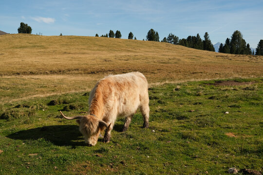 A closeup of a highland cattle grazing on a pasture