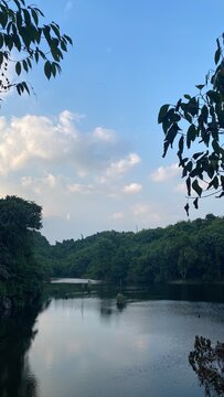lake and trees