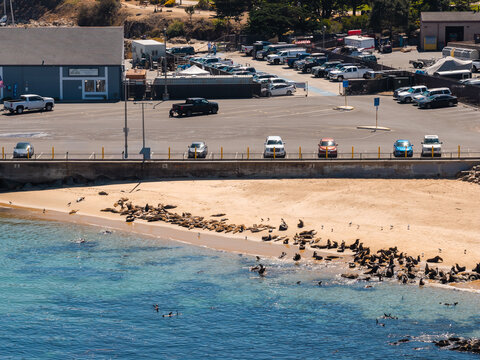 Aerial shot shows sea lions gathering on a sandy beach beside the Pacific Ocean near a parking lot with vehicles, buildings, and calm coastal water in Monterey, California.
