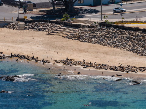Aerial shot of sea lions gathered along the sandy shoreline and turquoise waters by stone embankments and a coastal road in Monterey, California, United States.