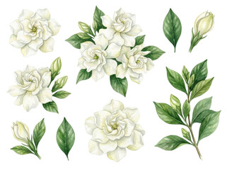 Fototapeta premium Delicate Gardenias: A collection of exquisitely rendered gardenia blossoms and leaves, showcasing their classic beauty and elegant form.