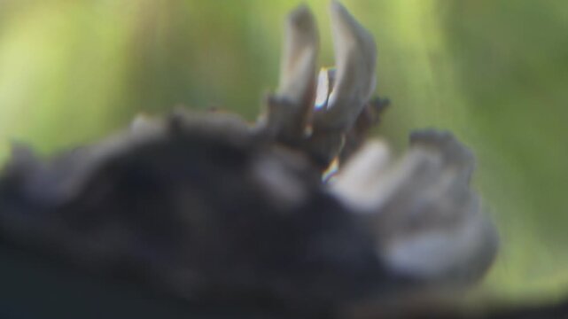 Macro view of white bracket fungi growing on a textured tree branch in a forest environment