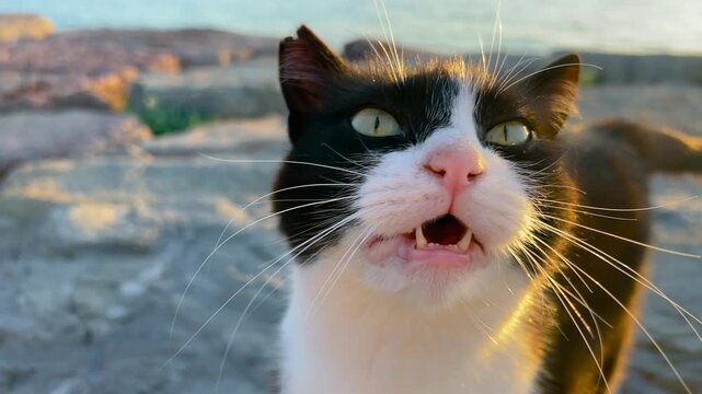 Close up view of black and white stray cat meowing and looking at camera on rocky coast in Istanbul at sunset in warm golden light