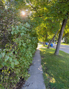 Vertical view looking down the sidewalk with recycling bins along the street

